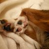 midnitereader