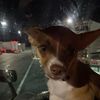 northern_rebel27