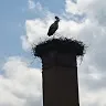 morologemoin
