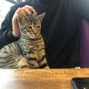 ikram__452