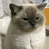 hendymu_