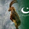 daniyal28516