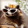 raccoon_royalty