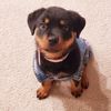 karma_the_rotti_tuff