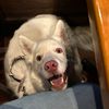 galactichusky_sd