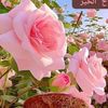 hana_alkheshen