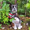 mialebostonterrier