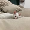 bunnymeawy