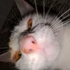 hydbrnrd