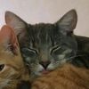 catslovelydia