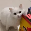 tngcuteenee