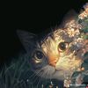 janvisilvi_12