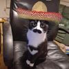 kittymcfluffen