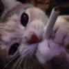 chixpykrigg