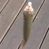 fish_chaser