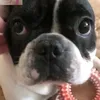 xxdmonick