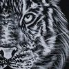 tiger23rd