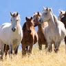 mustangfoxtrotter4