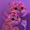 ziddimalik62