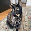 milathetortie