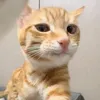 jiikay_3011