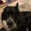 dog34lover