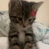 yowkwowheu