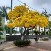 cau3hohuynh3