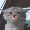 iovwink