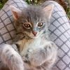 mehmet.umut2