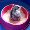 Love_hamster_life_love