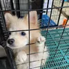 dogy85