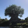 glcctkr
