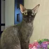 irinalavrik71