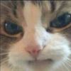 madcatdude