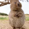 zonkeychonky
