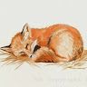 lady_chanterelle