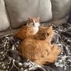 flapjackandwaffles