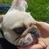 dargz10