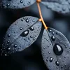 amandhasp12
