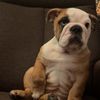 ivartheenglishbulldog