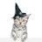 kitteninawizardhat