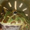 doja_frog