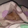 nsndpvlnnthn