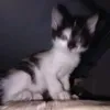 flopvailon_0508