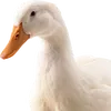 ivanguseu