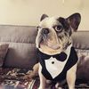 mr.jokerthefrenchie