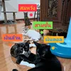 the13catzz