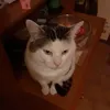 cosettagranato