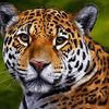 mexicanjaguar